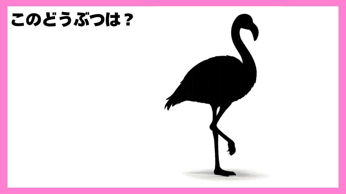 動物シルエットクイズ