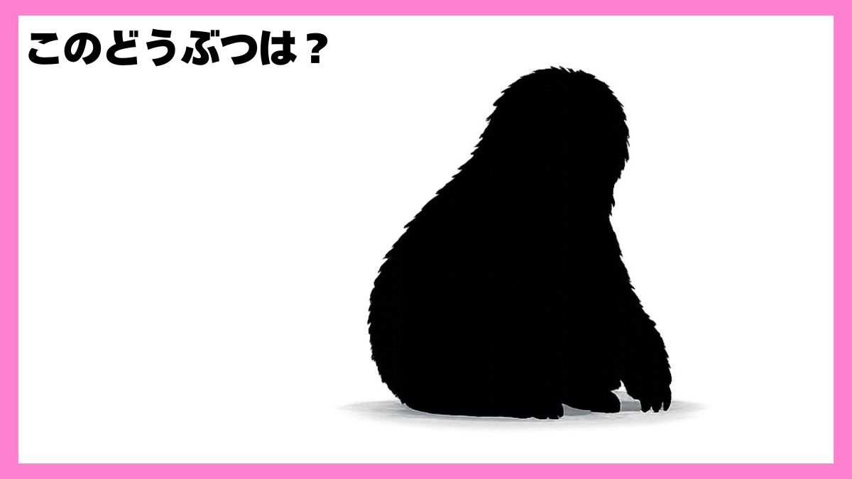 動物シルエットクイズ